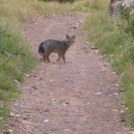 Kit Fox