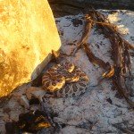 Grand Canyon Rattlesnake