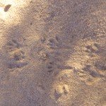 Morning Tracks